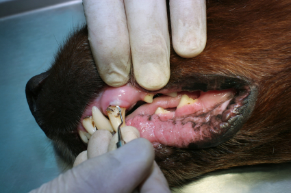 Pet Dental Care - Dentistry at Regal Animal Hospital, Lake Worth, Florida