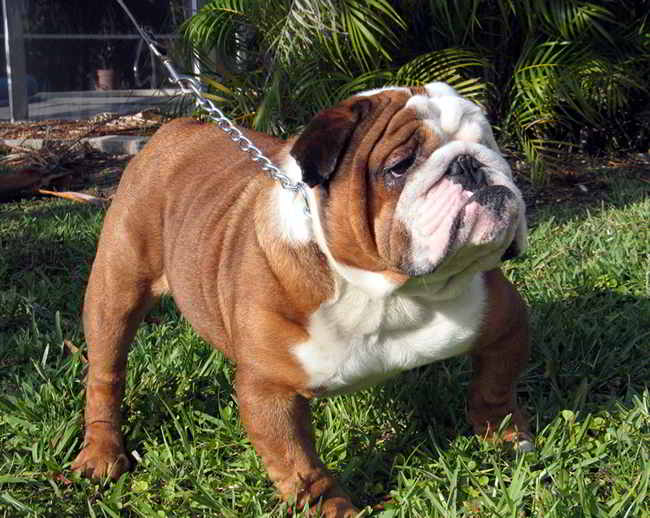 How To Care For An English Bulldog