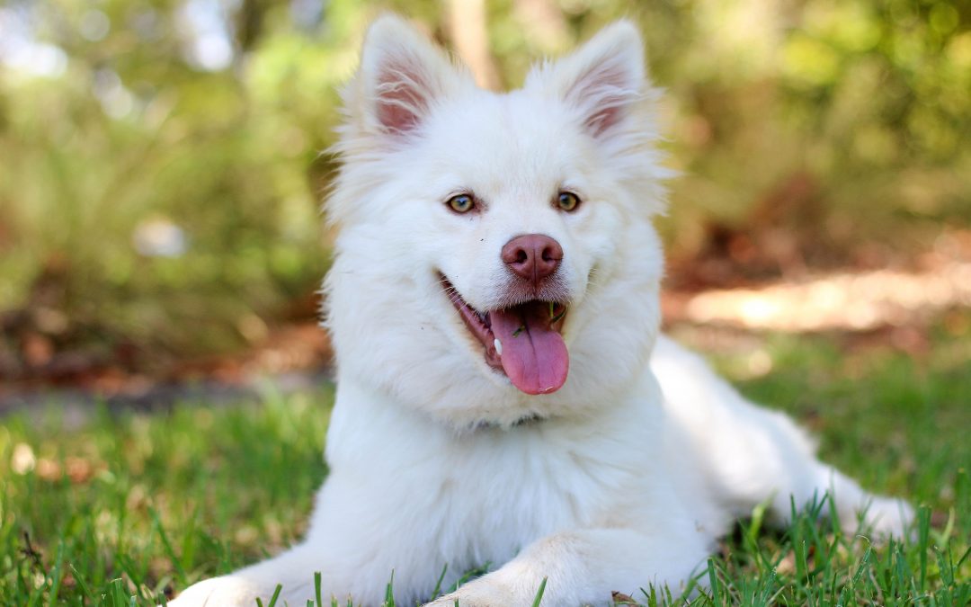 Spring Health Care Tips for Dogs in Florida