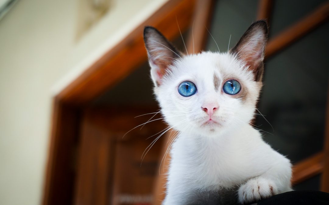 Tips for First-Time Cat Owners