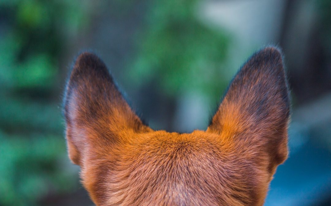 Tips and Tricks for Proper Dog Ear Care