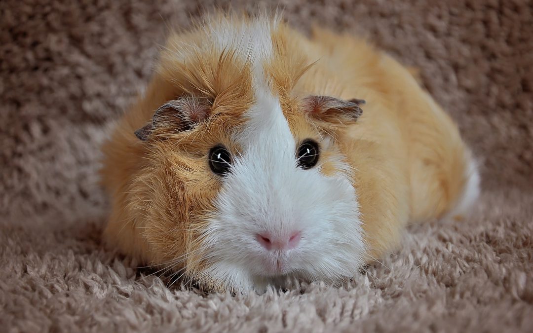 Keeping Your Guinea Pigs Happy and Healthy