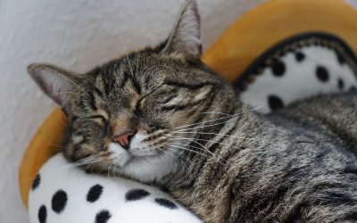 Celebrate Happy Healthy Cat Month