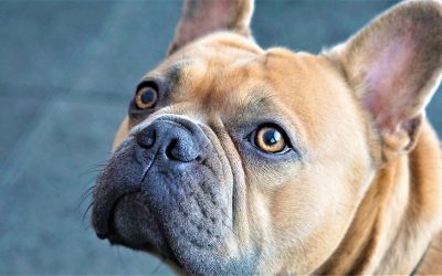 How to Care for a Deaf Dog