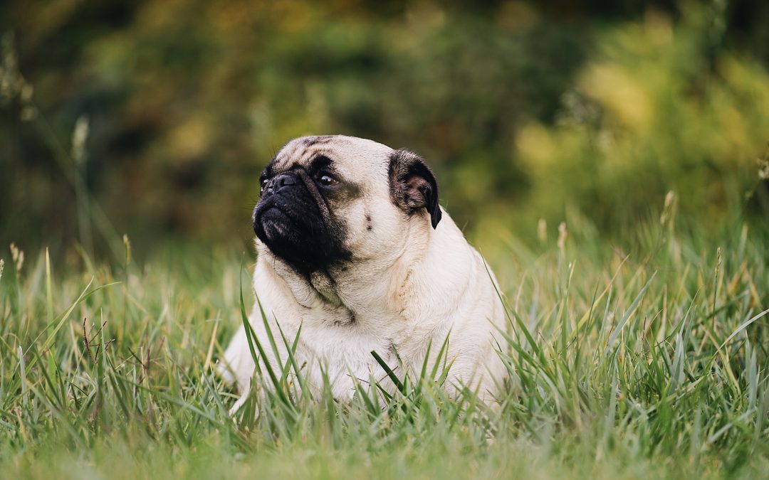 Pet Obesity Prevention: Learn How to Keep Your Pet Happy and Healthy