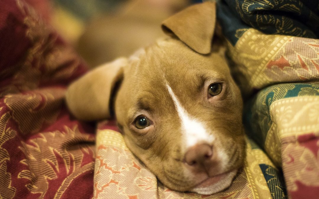 How to Care For Your Pit Bull