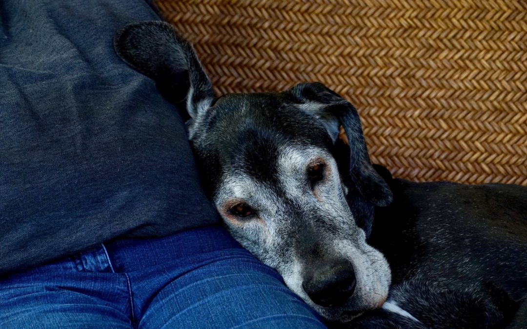 How to Care for Elderly Pets