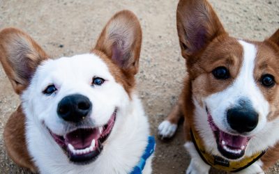 How to Keep Your Dog Healthy and Happy