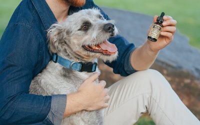 Administering Medication: Tips for Pet Owners