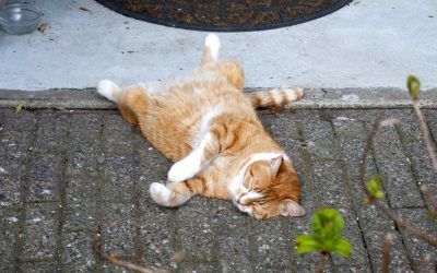 Understanding Common Cat Behavior