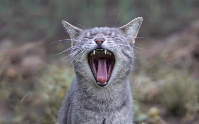 Cat Dental Health-What You Need to Know