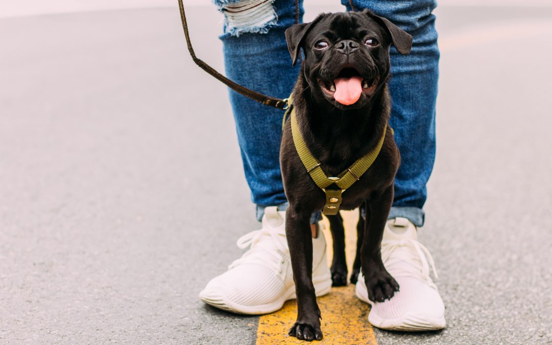 Walk Your Dog Month Tips for the New YearRegal Animal Hospital