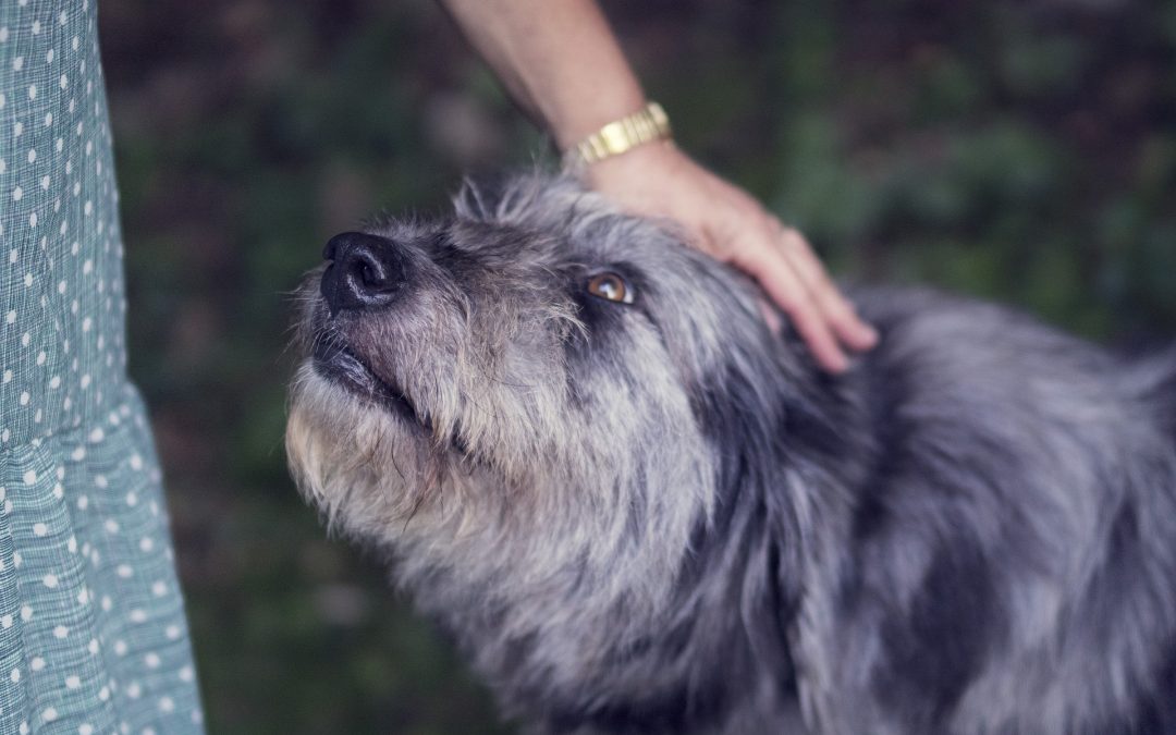 Responsible Pet Ownership: Prioritizing Your Pet’s Health