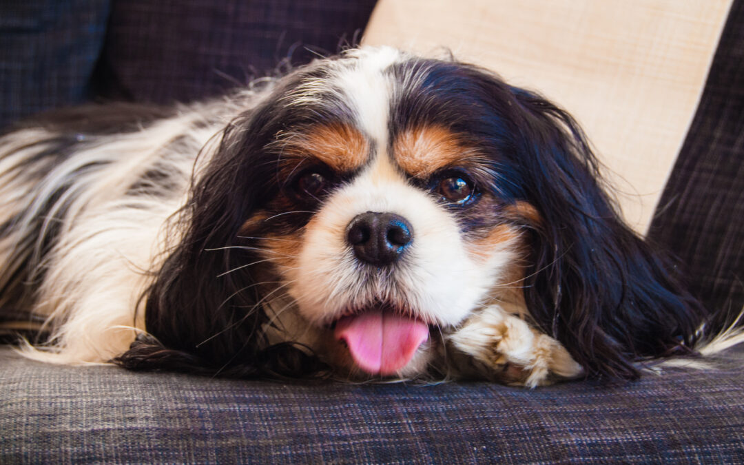 A happy dog with its tongue out laying on a couch