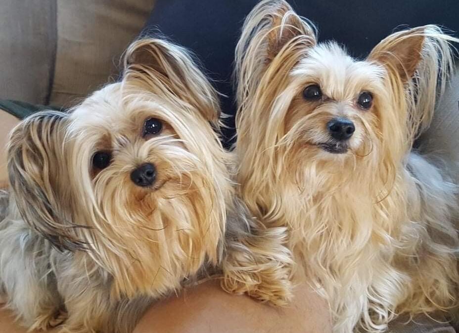 2 Yorkies are looking at the camera sitting next to each other