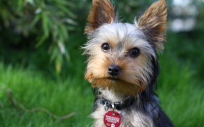 Allergy-Friendly Pets: Top Hypoallergenic Dogs and Cats