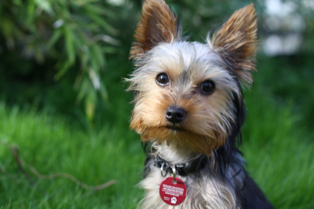 A black and tan yorkie is sitting on the grass looking at the camera