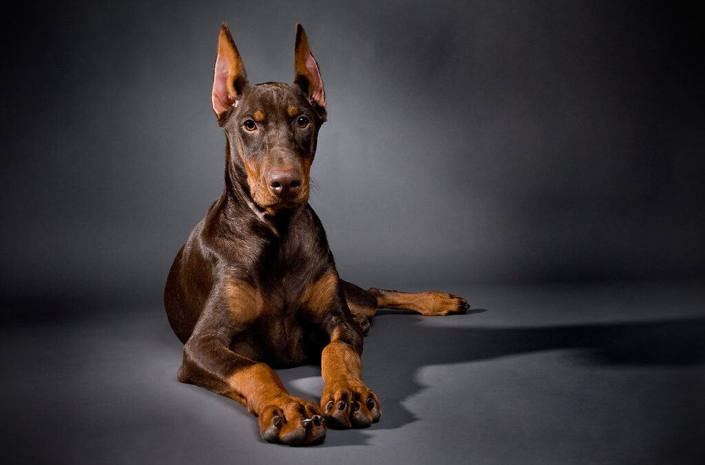 a doberman is laying down but attentive, against a dark grey backdrop