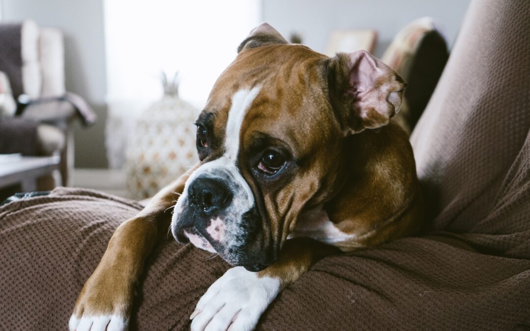 a Boxer lays with its front paws over the arm of a couch.
