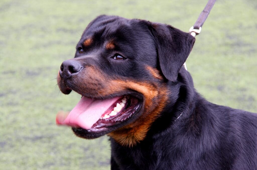 Rottweiler looking away from camera on a leash