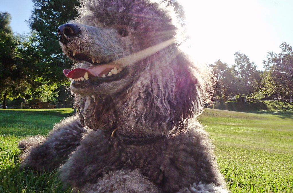 All About: Standard Poodle