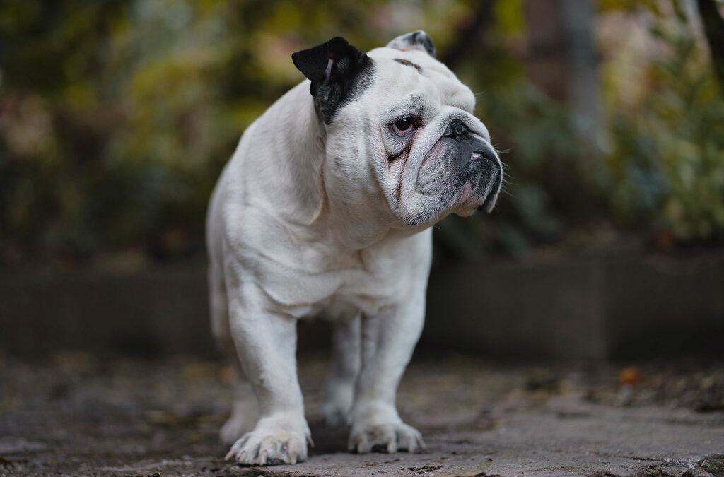 a mostly white Bulldog looks off camera