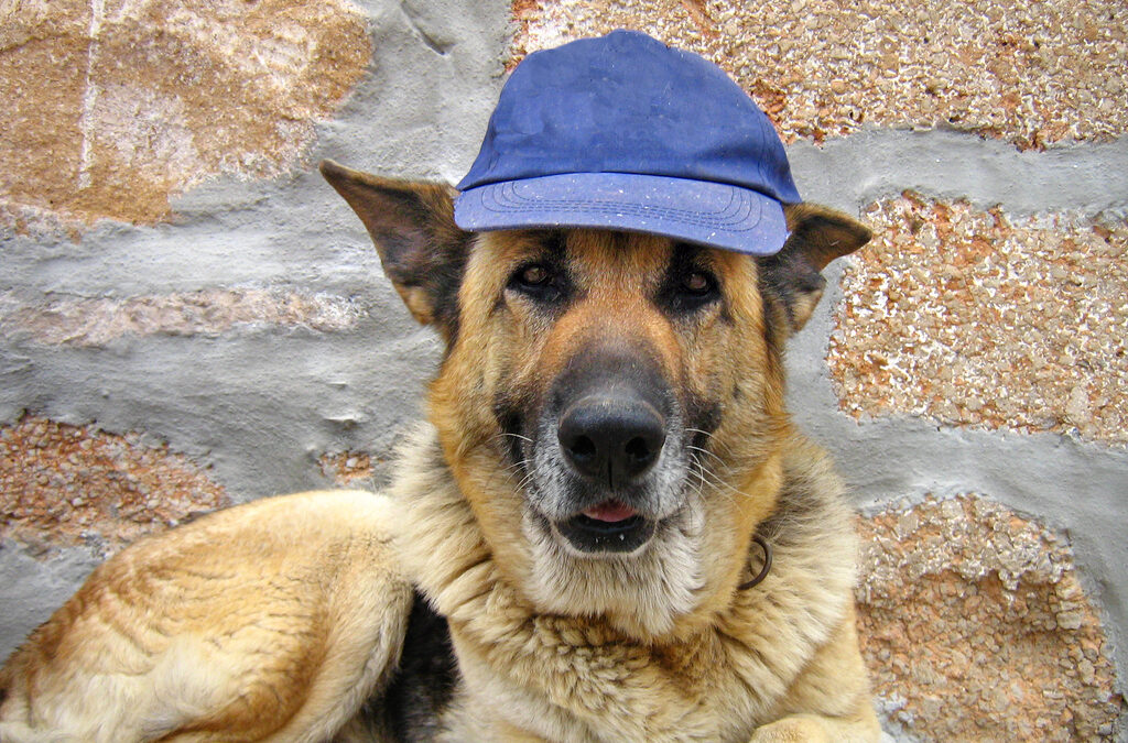 a black and tan german shepherd is laying down looking happily at the camera with a blue hat on its head