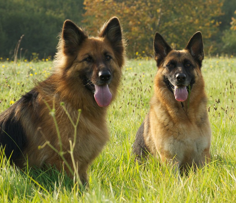 Two German Shepherds sit with their tongues out in a big green field 