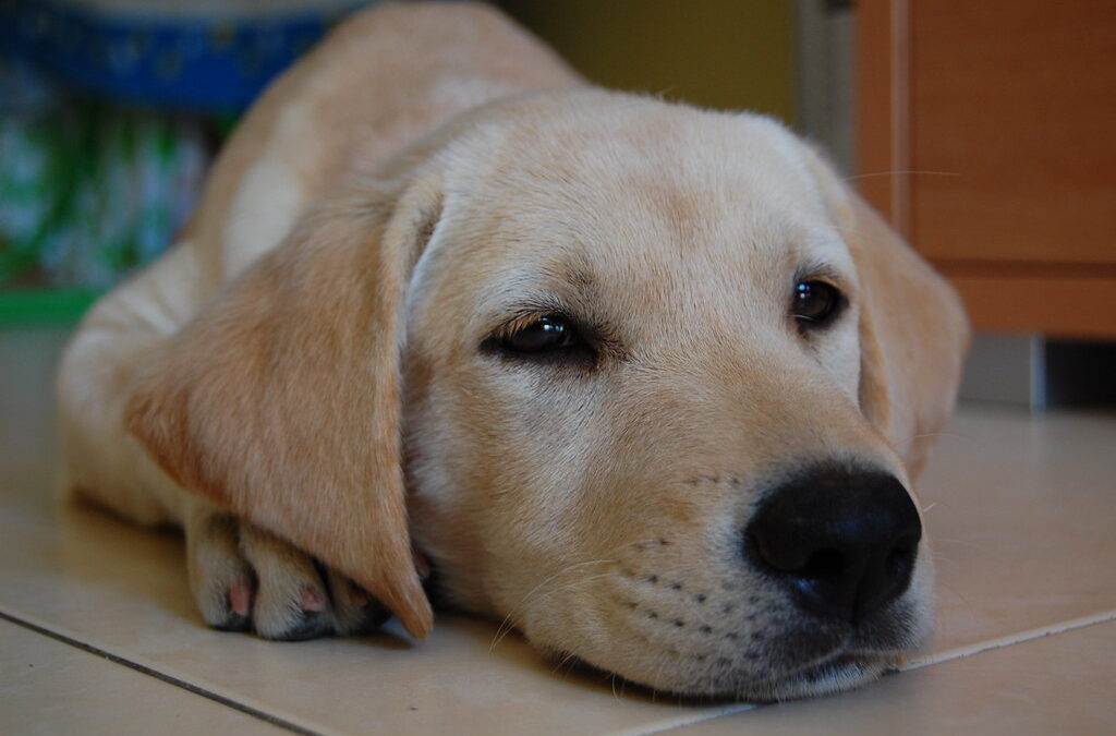 a yellow lab puppy is laying on a tile floor