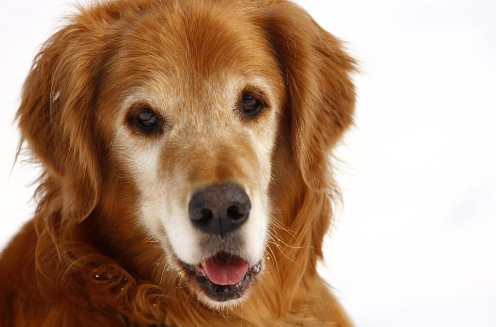 A red golden retriever looks directly into the camera. we only see its head and shoulders