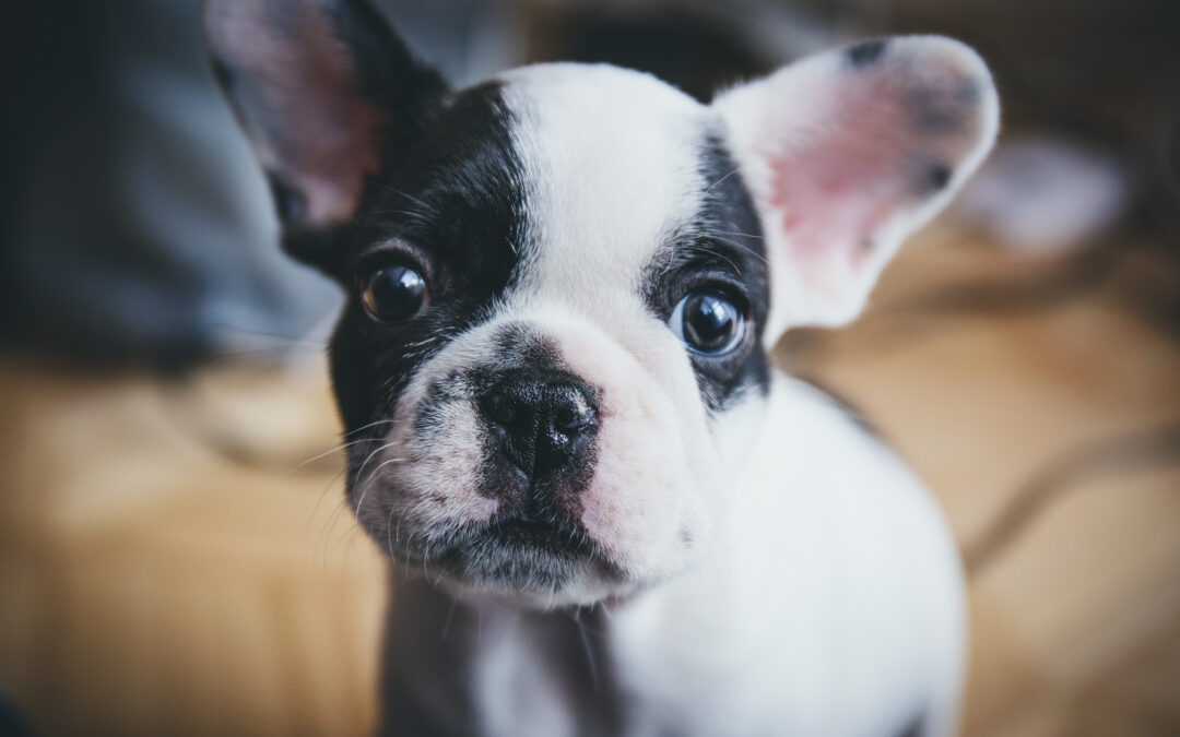 a black and white french bulldog puppy looks into the camera