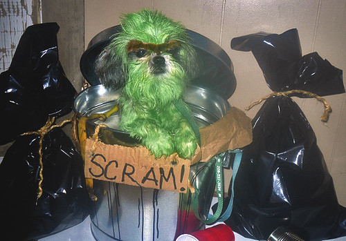 a Small dog who has been dyed green is sitting in a tiny trash can that says SCRAM! He is supposed to be Oscar the Grouch from Sesame Street