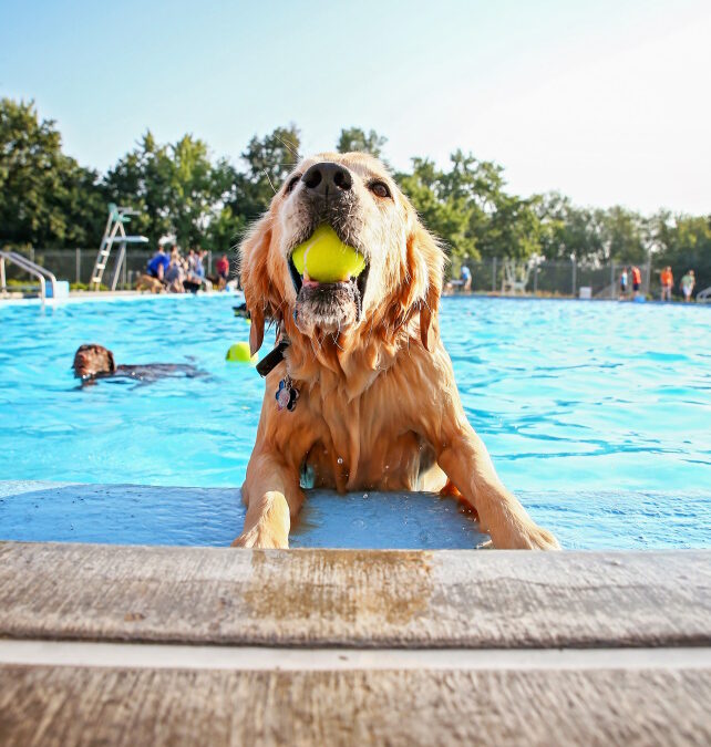 Top 3 Summer Pet Safety Tips