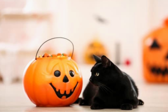 A black is sitting next to a Halloween bucket full of candy in this image for How to Keep Your Pet Stress Free on Halloween.