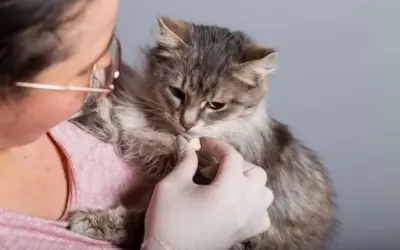 Managing feline diabetes can be as easy as 1 pill a day