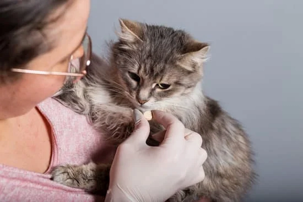 A caregiver administers a pill to a cat - managing feline diabetes.