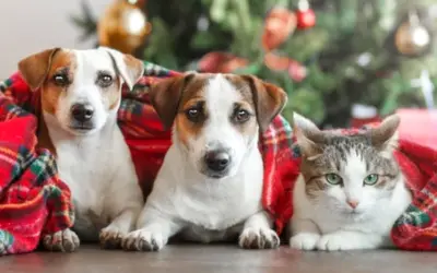 Top 7 Holiday Gift Ideas for Your Pet