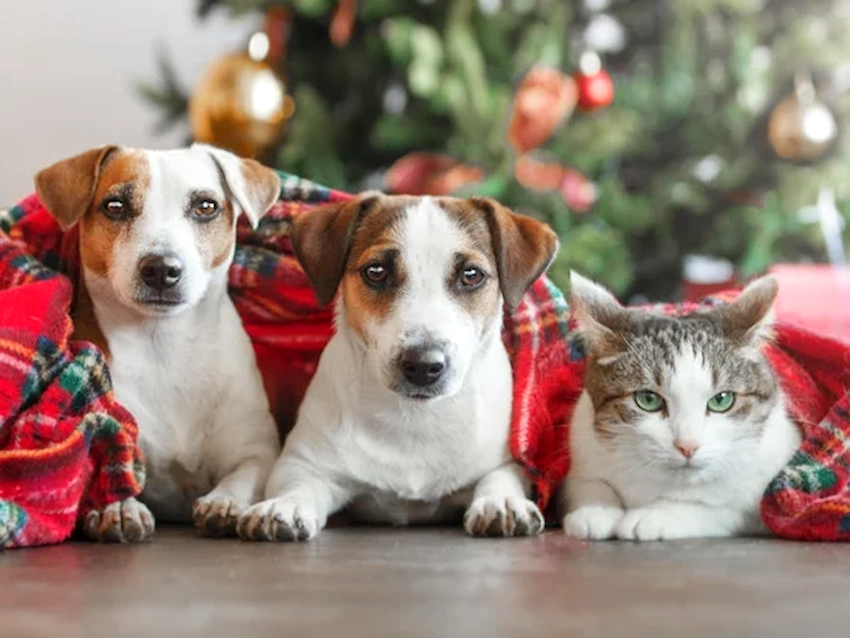 Top 7 Holiday Gift Ideas for Your Pet