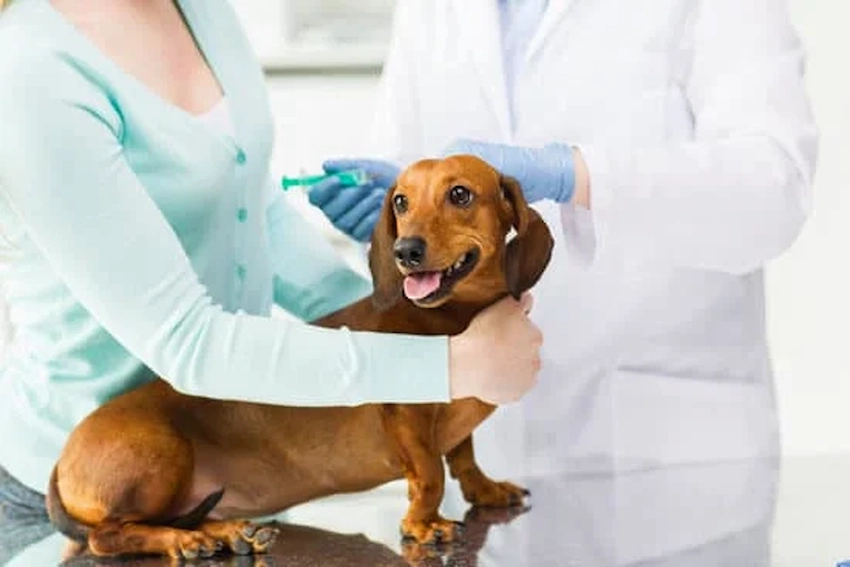Top 3 Benefits of Pet Vaccination