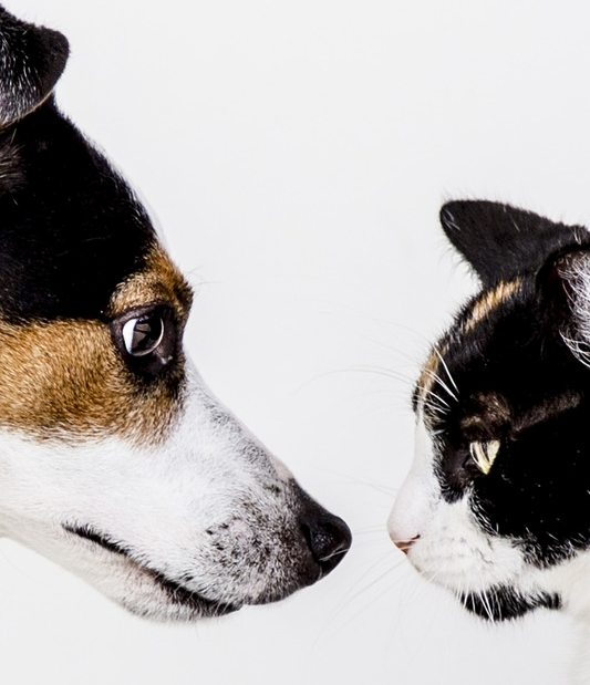 A dog and cat meet for the first time in this blog post featuring our Top 4 Tips for Introducing a New Pet into the home.