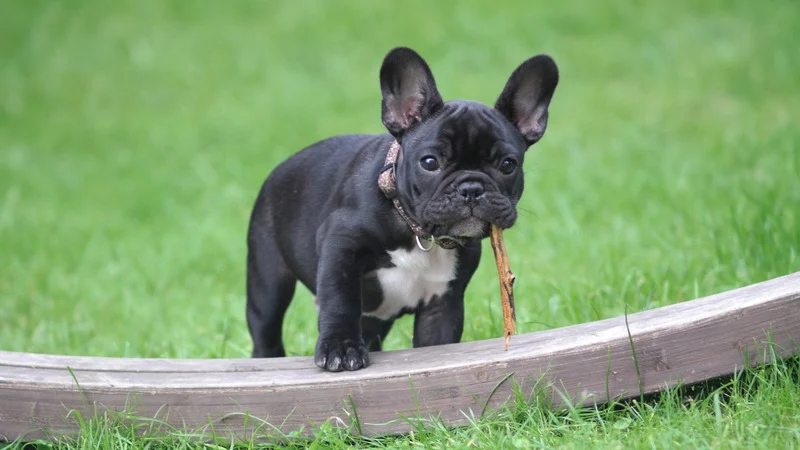 A French Bulldog plays with a stick in the grass in this post about the Top 5 Popular Dog Breeds in America.