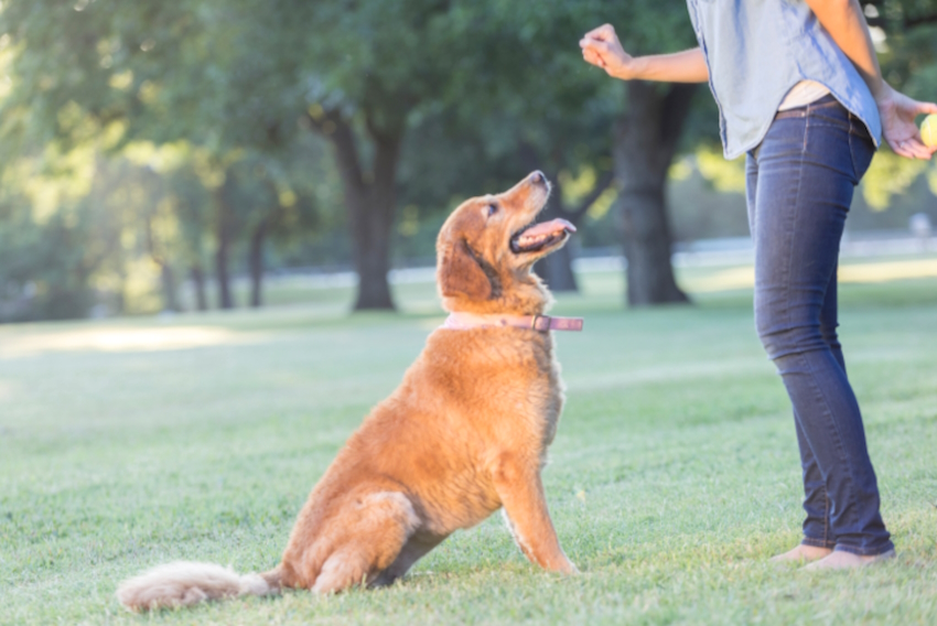 How to Prevent Your Pet from Running Away