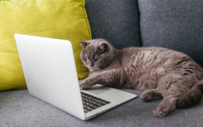 Changes in Veterinary Telemedicine