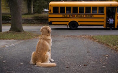 Why Is My Dog Acting Different Since the Kids Went Back to School?